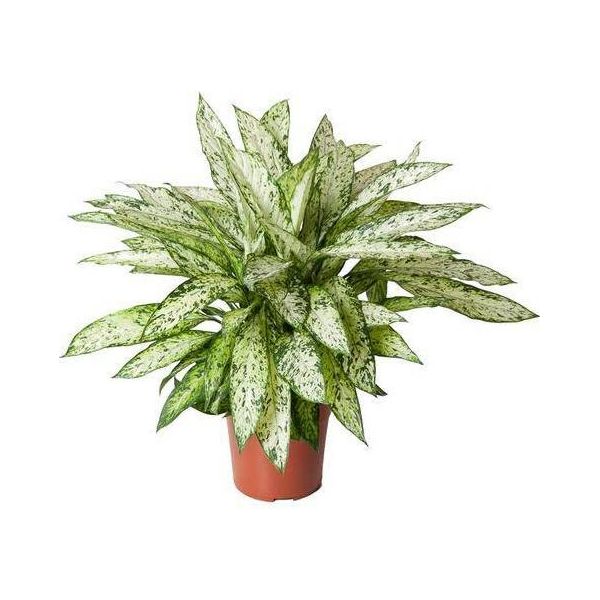 Dieffenbachia Vesuvius - Ø27Cm - ↕80Cm - Pianta D'appartamento Tropicale Con Foglie Grandi E Decorate - Pianta Verde Facile Da Curare E Che Purifica L'aria Per Il Soggiorno, L'ufficio E Il Giardino D'inverno-image