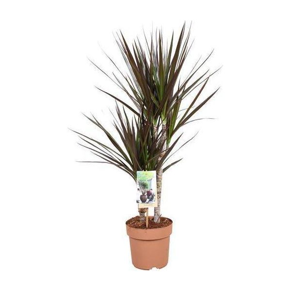 Albero Del Drago - Dracaena Magenta - Ø17Cm - Altezza Circa 80Cm - Pianta D'appartamento Di Facile Cura - Pianta Ornamentale Tropicale A Fogliame Per Interni-image
