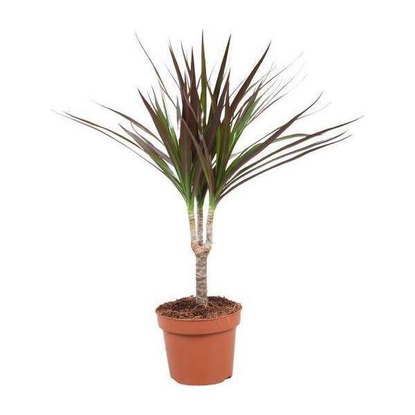 Albero Del Drago - Dracaena Magenta - Ø12Cm - Altezza Circa 50Cm - Pianta D'appartamento Facile Da Curare - Pianta Ornamentale Tropicale Per Interni-image