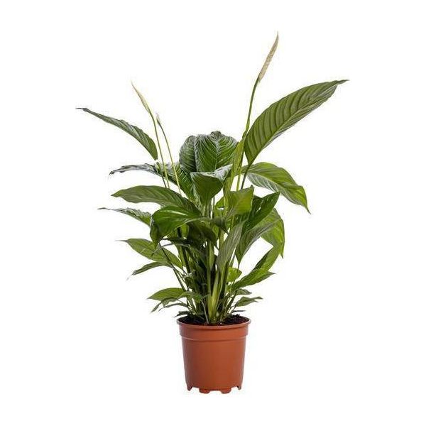 Spathiphyllum Bingo Cupido - Pianta Da Appartamento - Ø19Cm - ↕80Cm - Giglio Della Pace Con Fiori Bianchi - Pianta Verde Facile Da Curare E Che Purifica L'aria-image