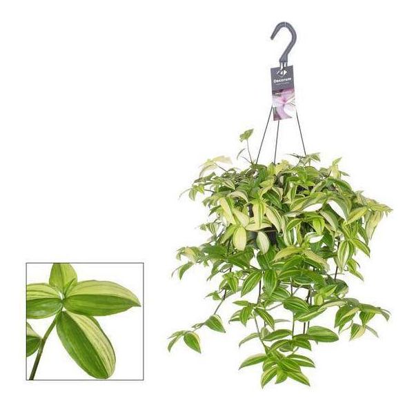 Tre Fiori Maestri Tradescantia Yellow Hill - Pianta Da Appartamento - Ø17Cm - ↕40Cm - Pianta Da Appendere Con Fogliame Giallo-Verde E Parte Inferiore Delle Foglie Viola - Facile Da Curare E Decorativa-image