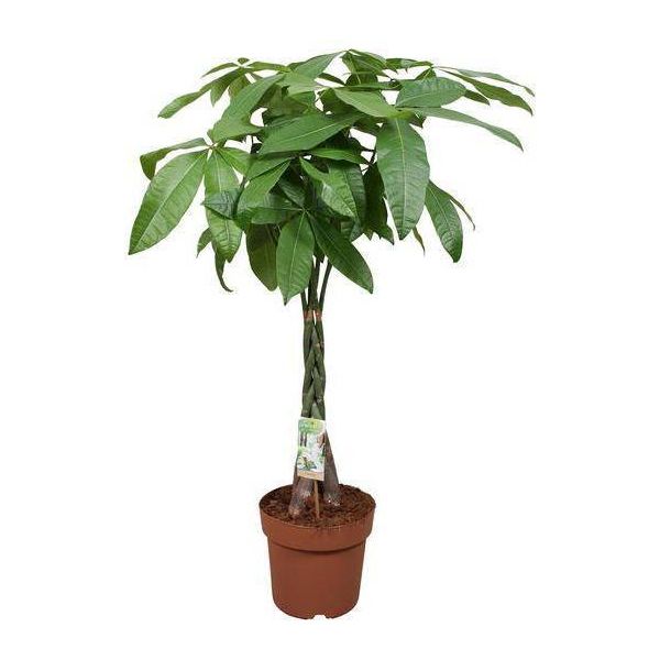 Lucky Chestnut - Pachira Aquatica - Ø24Cm - Altezza 120Cm - Pianta D'appartamento Con Tronco Intrecciato - Albero Monetario Tropicale Per Soggiorno, Ufficio E Giardino D'inverno-image