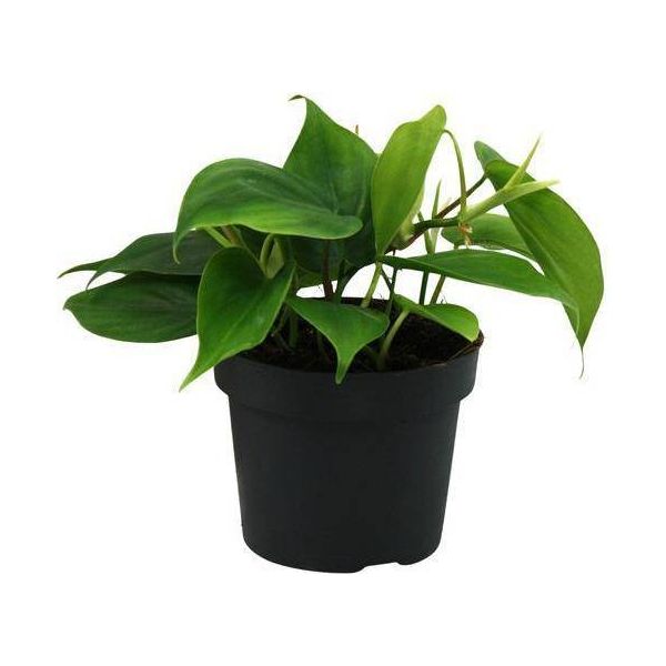 Philodendron Scandens A Foglia Di Cuore - Ø12Cm - ↕20Cm - Pianta Rampicante Di Facile Cura Con Foglie A Forma Di Cuore - Pianta Da Appartamento Per Soggiorno, Ufficio E Camera Da Letto-image