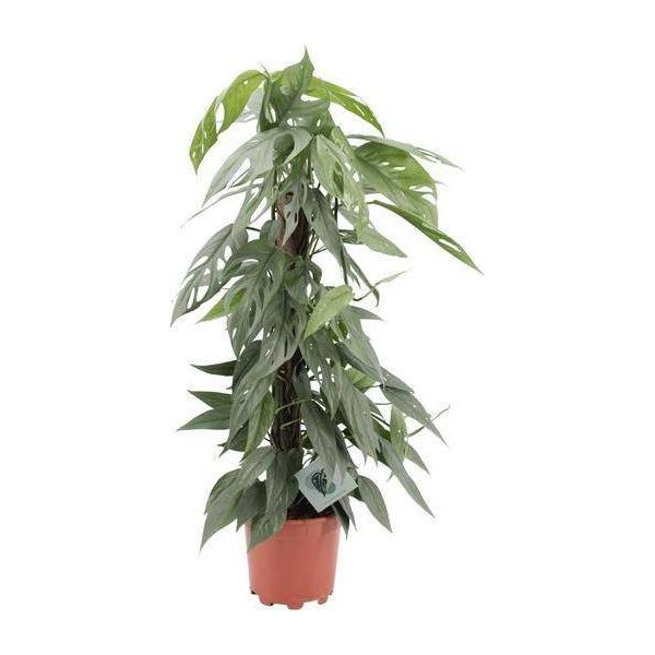Pianta Di Edera Epipremnum Cebu Blue - Ø17Cm - ↕65Cm - Rara Pianta Rampicante Con Fogliame Verde-Blu - Pianta D'appartamento Facile Da Curare E Che Purifica L'aria Per Soggiorno E Ufficio-image