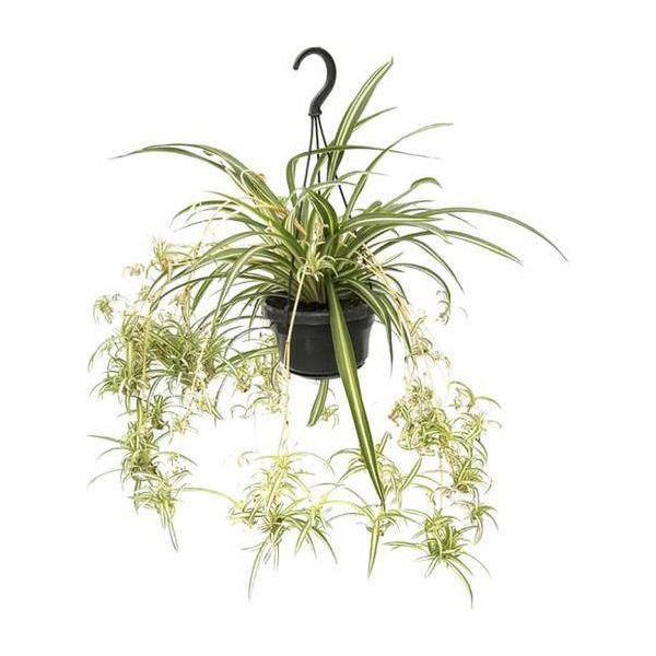 Giglio Verde Chlorophytum Comosum Variegatum - Ø14Cm - ↕55Cm - Pianta D'appartamento Di Facile Manutenzione Con Effetto Purificante Dell'aria - Pianta Ragno A Foglia Colorata Per Soggiorno, Ufficio E Camera Da Letto-image