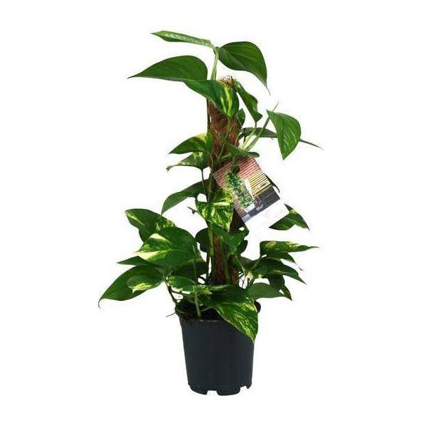 Edera - Scindapsus Epipremnum - Pianta Da Appartamento - Ø15Cm - ↕50Cm - Pianta Verde Rampicante Con Fogliame Rigoglioso - Facile Da Curare E Purificante Dell'aria-image
