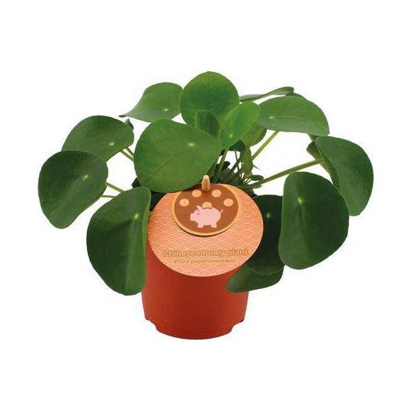 Albero Dei Soldi Cinese - Pilea Peperomioides - Pianta D'appartamento - Ø11Cm - ↕15Cm - Pianta Verde Di Tendenza E Di Facile Manutenzione - Purificante E Decorativa-image