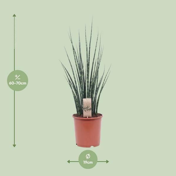 Canapa Ad Arco - Sansevieria Fernwood Mikado - Pianta D'appartamento - Ø19Cm - ↕80Cm - Lingua Di Suocera - Facile Da Curare E Purificante Dell'aria - Elegante Pianta Serpente Per Casa E Ufficio-image