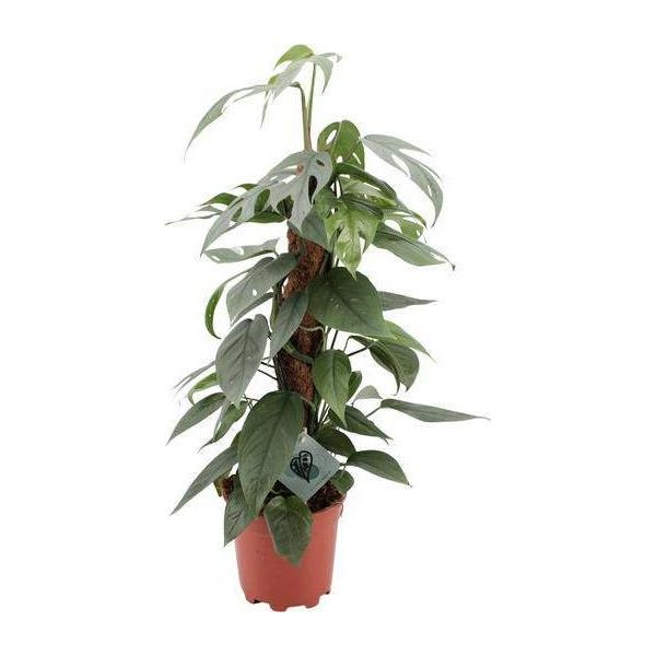 Edera - Epipremnum Pinnatum Cebu Blue - Pianta Da Appartamento - Ø17Cm - ↕60Cm - Rara Pianta Rampicante Con Foglie Blu-Argento - Facile Da Curare E Purificante Dell'aria-image
