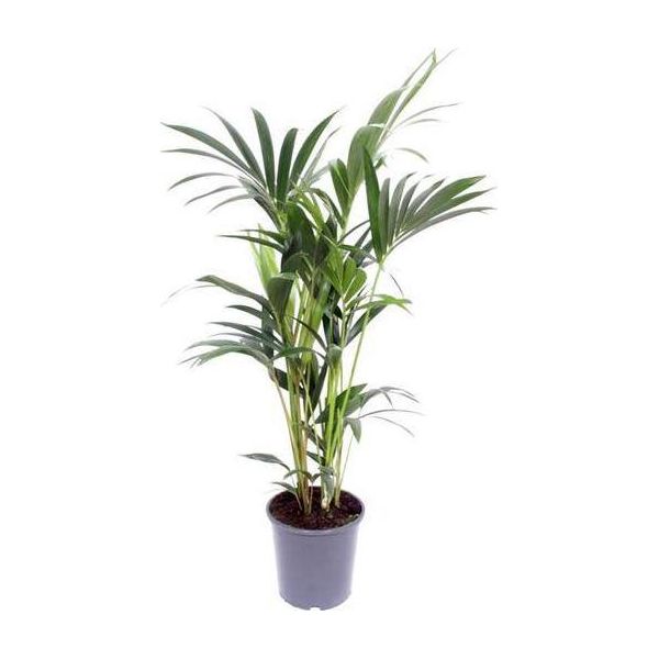 Palma Kentia - Howea Forsteriana - Pianta Da Appartamento - Ø21Cm - ↕120Cm - Elegante Pianta Verde Per Il Soggiorno, L'ufficio E La Camera Da Letto - Palma Tropicale Facile Da Curare-image