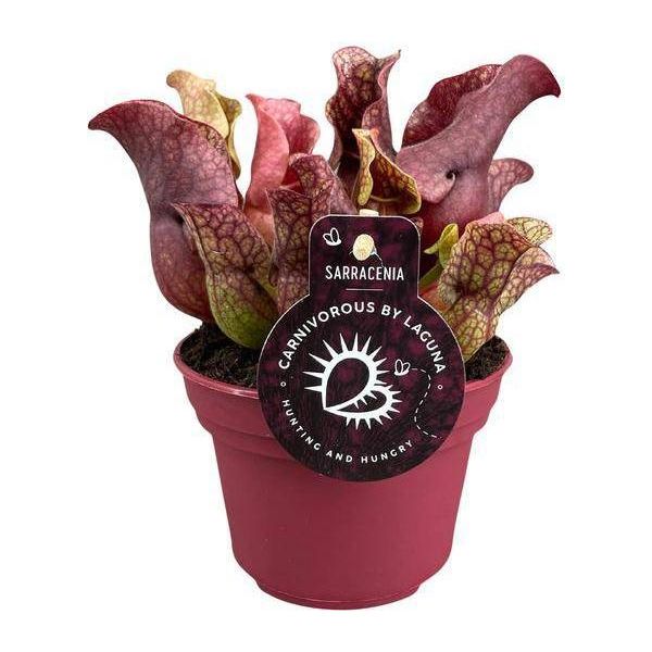Pianta Tubolare - Sarracenia - Ø12Cm - ↕20Cm - Pianta Carnivora Da Appartamento - Carnivora Esotica Per Casa E Ufficio - Facile Da Curare E Decorativa-image