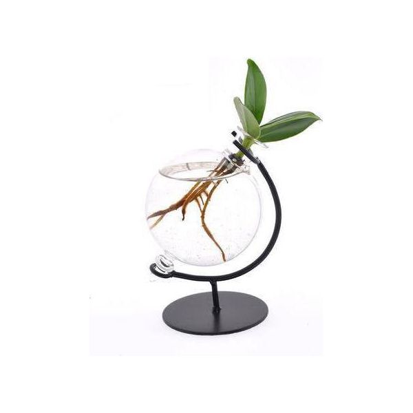 Clusia In Vetro Victoria - Ø5Cm X ↕10Cm - Mini-Pianta Idroponica - Pianta Decorativa Di Facile Manutenzione Per Soggiorno, Ufficio E Idea Regalo-image