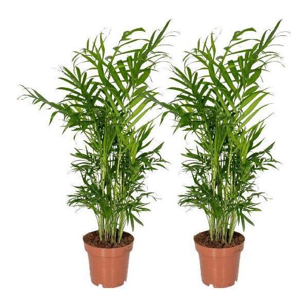 Palma Di Montagna Messicana - Chamaedorea Elegans - 2 Piante - Pianta Da Appartamento - Ø12Cm - ↕40Cm - Pianta Verde Di Facile Manutenzione Per Casa, Ufficio E Zone D'ombra-image