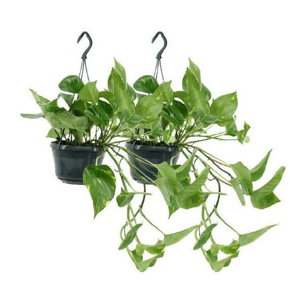 Edera - Epipremnum Aureum Scindapsus - Pianta Da Appartamento - Ø15Cm - Altezza Circa 25Cm - 2 Piante - Pianta Rampicante O Ricadente Di Facile Manutenzione-image