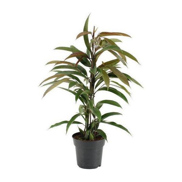 Albero Della Gomma Ficus Binnendijkii Amstel King - Pianta Da Appartamento Ø17Cm - Alta Circa 70Cm - Pianta Verde Di Facile Manutenzione Per Soggiorno, Ufficio E Verde Interno-image