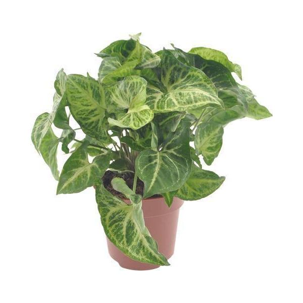 Syngonium Arrow Viola - Ø12Cm - ↕25Cm - Pianta Da Appartamento Di Facile Cura Con Fogliame A Forma Di Freccia - Pianta Verde Per Soggiorno, Ufficio E Fioriere Decorative-image