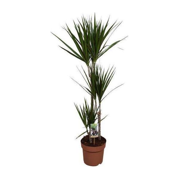 Drago - Dracaena Marginata - Pianta D'appartamento - Ø21Cm - ↕120Cm - Pianta Verde Decorativa Di Facile Manutenzione Per Interni-image