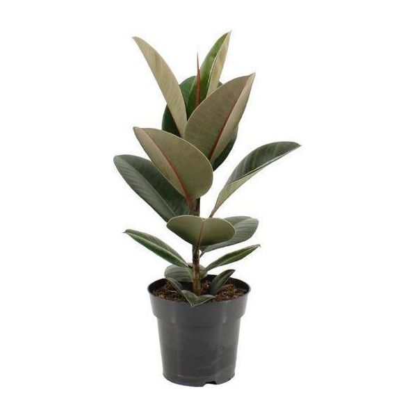 Albero Della Gomma Ficus Elastica Robusta - Ø17Cm - ↕55Cm - Pianta D'appartamento Di Facile Manutenzione Con Foglie Grandi E Lucide - Pianta Verde Che Purifica L'aria Per Il Soggiorno, L'ufficio E Il Giardino D'inverno-image