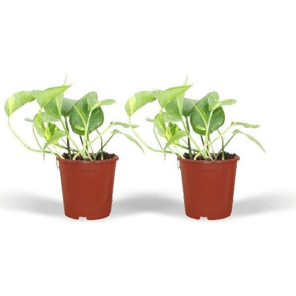 Edera - Epipremnum Aureum Scindapsus - Pianta Da Appartamento - Ø12Cm - Altezza Circa 20Cm - 2 Piante - Pianta Ricadente E Rampicante Di Facile Manutenzione-image