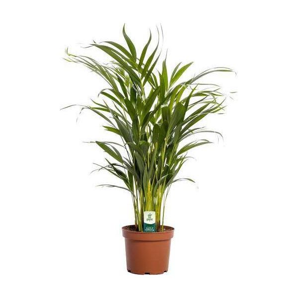 Palma Da Frutto Dorata - Dypsis Lutescens - Pianta Da Appartamento - Ø17Cm - Altezza Circa 65Cm - Purificante Dell'aria E Tropicale - Palma Areca Di Facile Cura Per La Casa E L'ufficio-image