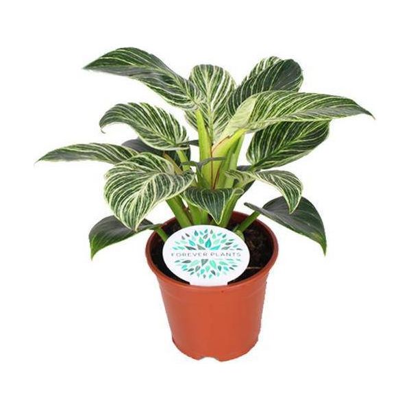 Philodendron Birkin - Pianta Da Appartamento - Ø14Cm - ↕25Cm - Elegante Pianta Verde Con Variegatura Bianca - Pianta Tropicale Di Facile Manutenzione Per Casa E Ufficio-image