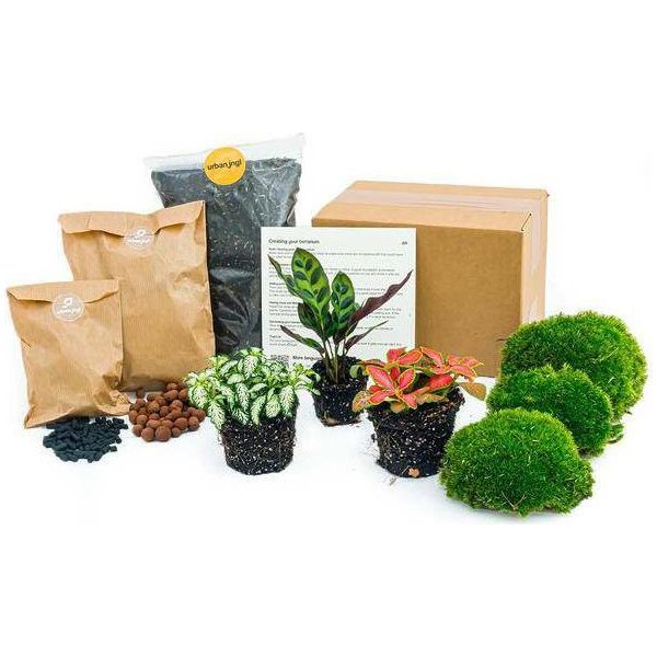 Set Da Giardino In Bottiglia - Calathea Lancifolia - Starter Kit Per Terrario Fai Da Te E Confezione Di Ricarica - Mini Ecosistema Con Fittonia E Bulbi Da Fiore - Istruzioni E Accessori Inclusi-image