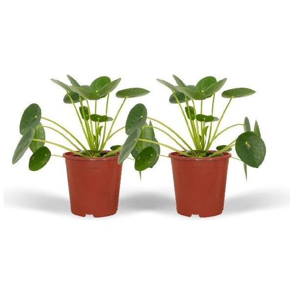 Albero Dei Soldi Cinese - Pilea Peperomioides - Pianta Pancake - 2 Piante Da Appartamento Ø12Cm - Altezza Circa 20Cm-image