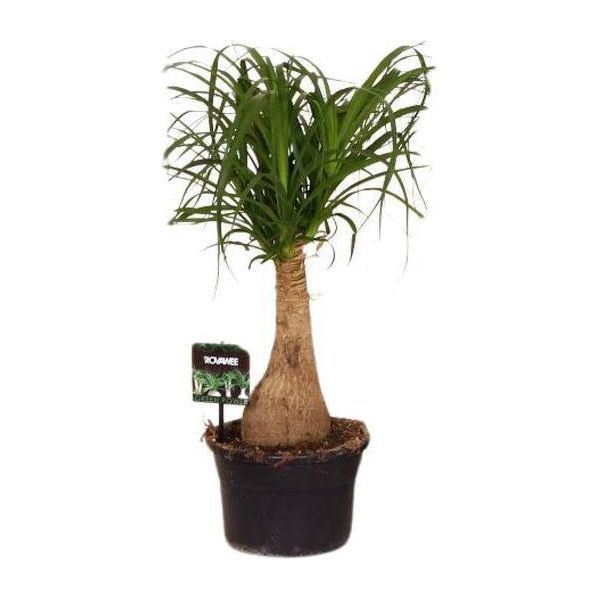 Piede D'elefante Beaucarnea Nolina - Ø19Cm - ↕60Cm - Pianta D'appartamento Di Facile Manutenzione Con Proprietà Depurative Dell'aria - Pianta Verde Esotica Per Soggiorno, Ufficio E Giardino D'inverno-image