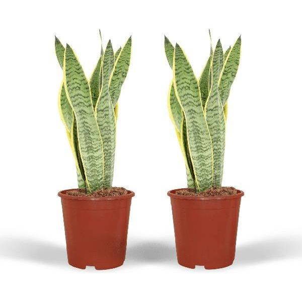 Bogenhanf - Sansevieria Laurentii - Lingua Di Donna - 2 Piante D'appartamento - Altezza Circa 40 Cm - Ø 14 Cm - Facile Da Curare E Purificante Dell'aria-image