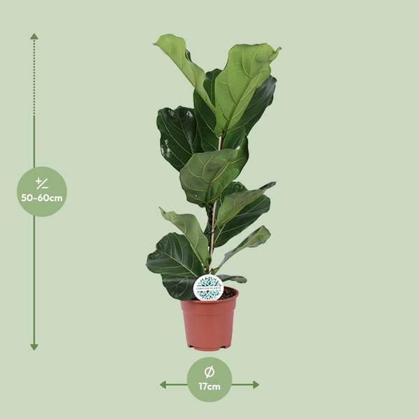 Ficus Lyrata - Fico Violino - Pianta D'appartamento - Purificante Dell'aria - Decorativa - Ø17 Cm - Altezza Circa 60 Cm - Facile Da Curare - Pianta Da Salotto-image