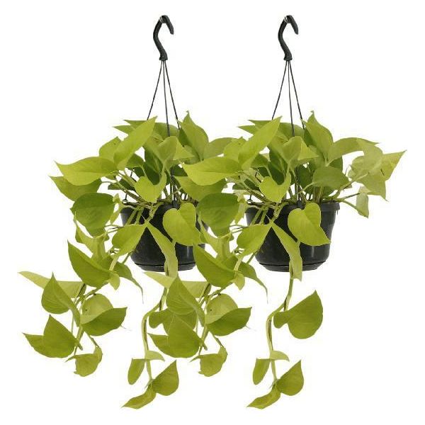 Edera - Epipremnum Golden Pothos - Scindapsus - Pianta Da Appartamento - Ø15Cm - Altezza Circa 25Cm - 2 Piante - Pianta Rampicante E Ricadente Di Facile Manutenzione Per Casa E Ufficio-image