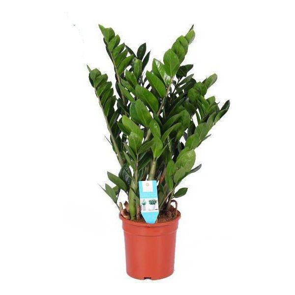 Piuma Fortunata - Zamioculcas Zamiifolia - Pianta Da Appartamento - Ø21Cm - ↕95Cm - Pianta Verde Di Facile Manutenzione Per Casa E Ufficio-image