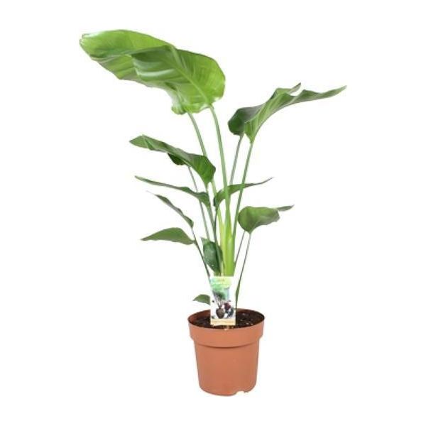 Strelitzia Arborea - Strelitzia Nicolai - Pianta Da Appartamento - Ø21Cm - 90Cm Di Altezza - Fiore Tropicale Dell'uccello Del Paradiso - Pianta Verde Di Facile Manutenzione Per Il Soggiorno E L'ufficio-image