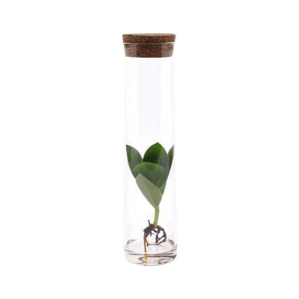 Clusia In Vetro Tubolare - Ø5Cm X ↕15Cm - Pianta Idroponica In Vetro - Pianta Decorativa Di Facile Manutenzione Per Soggiorno, Ufficio E Giardino D'inverno - Idea Regalo Dal Design Moderno-image