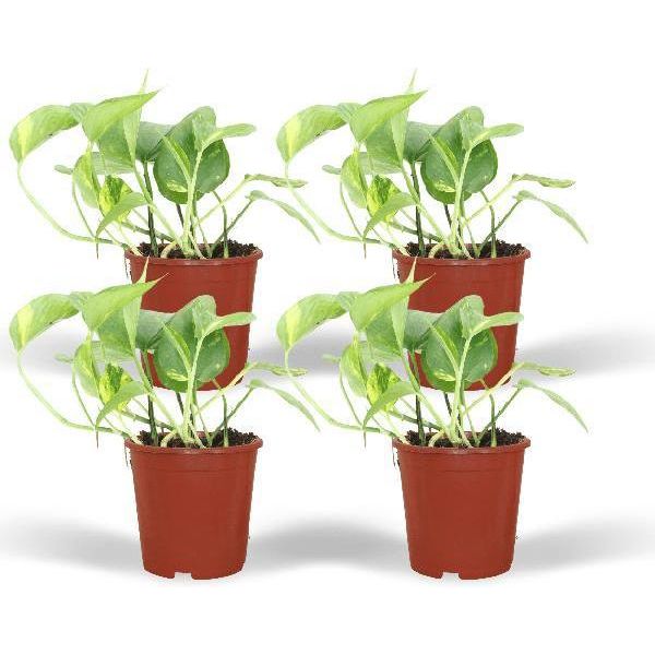 Edera - Epipremnum Aureum Scindapsus - 4 Piante - Ø12Cm - Altezza Circa 20Cm - Piante D'appartamento Facili Da Curare - Piante Rampicanti E Ricadenti Per Casa E Ufficio-image