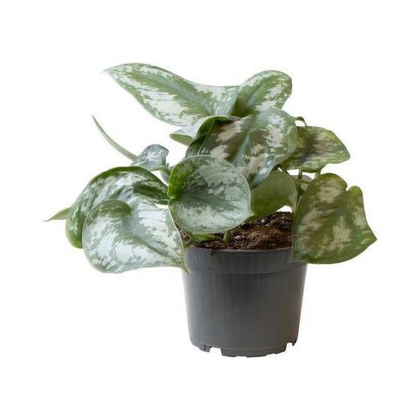 Philodendron Scandens Pictus Trebie - Albero Amico - Ø12Cm - ↕22Cm - Pianta Ricadente E Rampicante Di Facile Manutenzione - Foglie Esotiche Per Interni-image