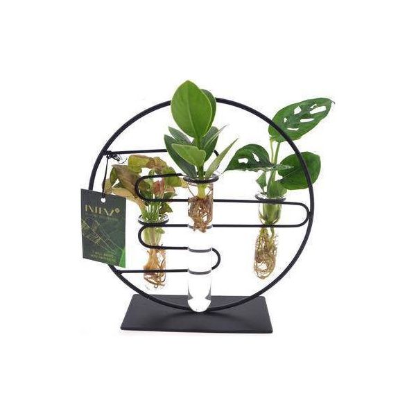 Piante D'appartamento Intenz Mix In Vetro Dubai - Ø12Cm - 25Cm Di Altezza - Piante D'appartamento Esotiche In Vetro - Moderne E Facili Da Curare-image