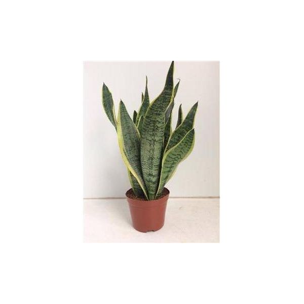 Canapa A Fiocco - Sansevieria Futura Superba - Pianta Da Appartamento - Ø14Cm - Altezza 40Cm - Pianta Verde Purificatrice D'aria Di Facile Cura Per Il Soggiorno E L'ufficio-image
