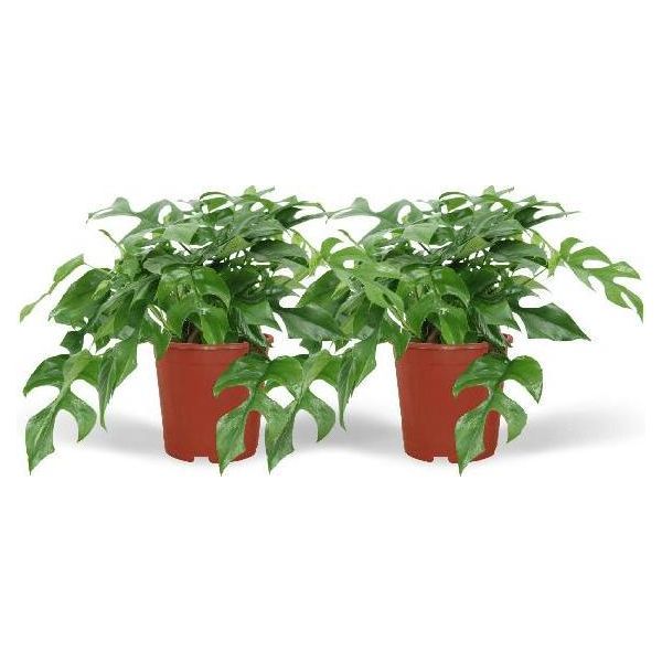 Foglia Di Finestra - Monstera Minima - Pianta D'appartamento - Ø15Cm - Altezza Circa 30Cm - 2 Piante - Pianta Tropicale Rampicante E Decorativa Per Casa E Ufficio-image