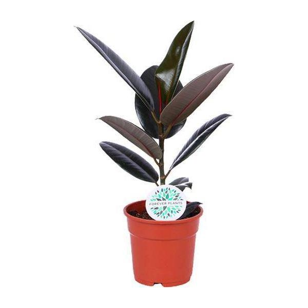Albero Della Gomma - Ficus Elastica Abidjan - Pianta Da Appartamento - Ø17Cm - Altezza Circa 55Cm - Pianta Verde Decorativa E Di Facile Manutenzione Per Casa E Ufficio-image