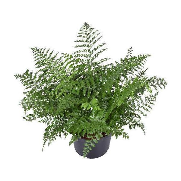 Felce Da Nido - Asplenium Parvati - Pianta Da Appartamento - Ø23Cm - 55Cm Di Altezza - Pianta Verde Di Facile Manutenzione Per Interni - Felce Decorativa Per Soggiorno E Ufficio-image