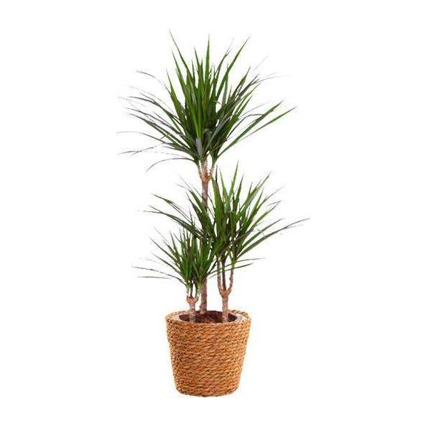 Drago - Dracaena Marginata - Pianta Da Appartamento - Ø21Cm - ↕95Cm Di Altezza - Pianta Verde Esotica Di Facile Cura Per Casa E Ufficio-image