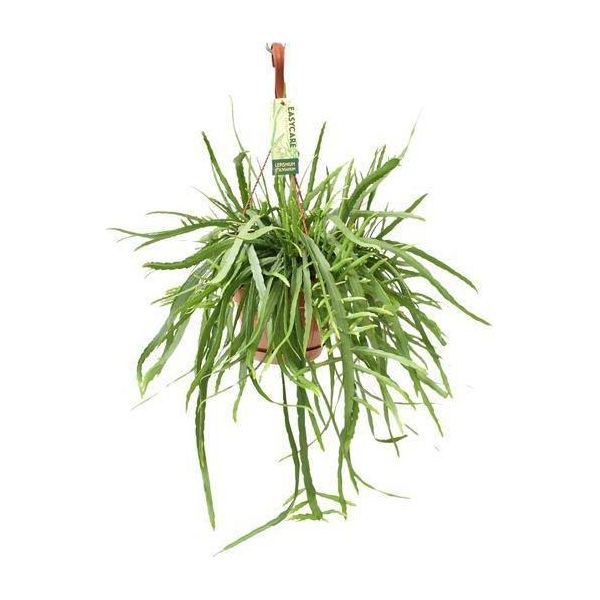 Cactus A Foglie Lepismium Bolivianum - Ø17Cm - ↕55Cm - Pianta D'appartamento Di Facile Cura Con Germogli Pendenti - Cactus Esotico Per Soggiorno, Ufficio E Giardino D'inverno-image