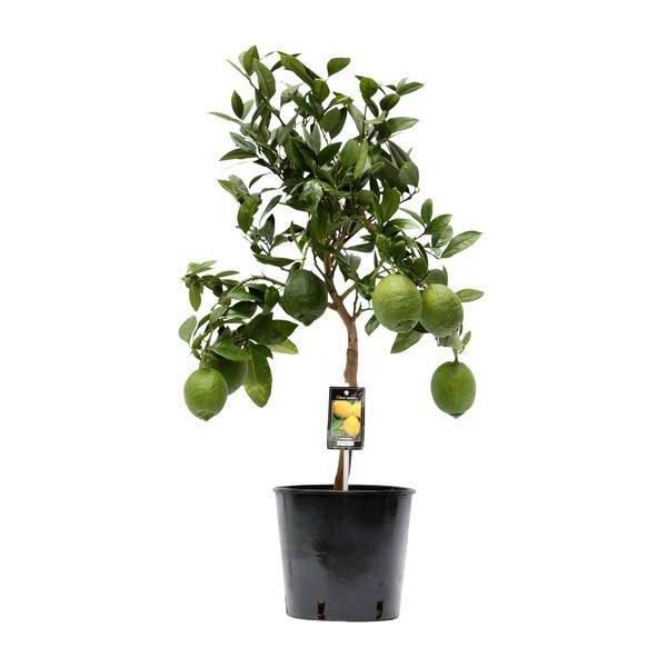 Limone - Pianta Di Agrumi - Limone - Ø22Cm - Altezza 80Cm - Pianta Mediterranea Di Facile Manutenzione Con Foglie Verdi Per Balcone, Terrazza E Casa-image