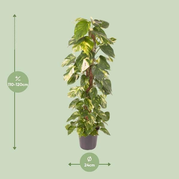 Edera Epipremnum Pinnatum - Pianta D'appartamento - Ø24Cm - ↕120Cm - Edera Dorata Con Foglie A Forma Di Cuore - Pianta D'appartamento Che Purifica L'aria E Di Facile Manutenzione-image