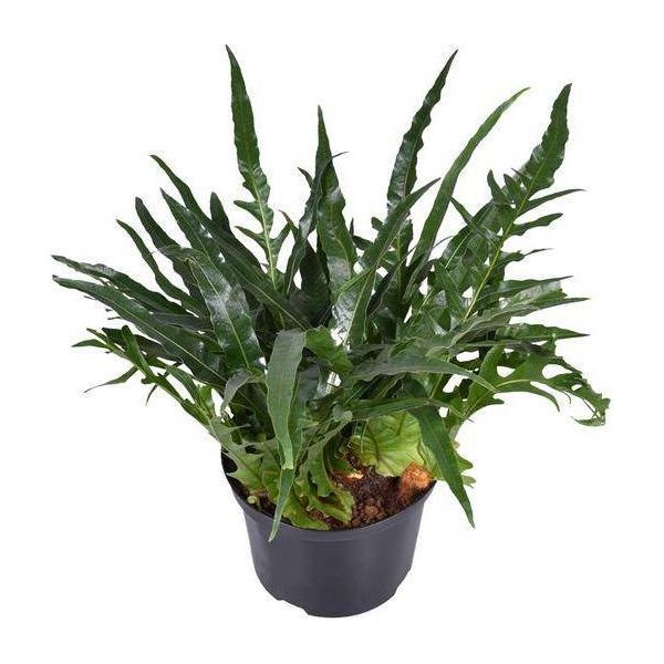 Felce A Pelle Di Serpente Aglaomorpha Coronans - Pianta Da Appartamento - Ø23Cm - Altezza Circa 60Cm - Felce Di Colore Rosa Acceso Con Fronde Arcuate - Facile Da Curare E Che Purifica L'aria - Per Ambienti Interni Semi-Ombreggiati-image