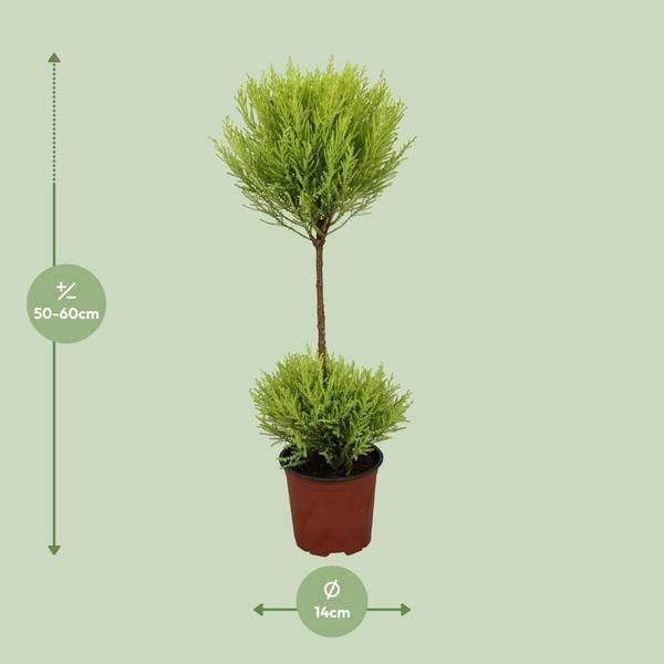 Cipresso Da Interno - Cupressus Goldcrest Wilma - Ø14Cm - ↕60Cm - Pianta Ornamentale Sempreverde Per Interni Ed Esterni - Pianta In Contenitore Di Facile Manutenzione Con Una Fresca Fragranza-image