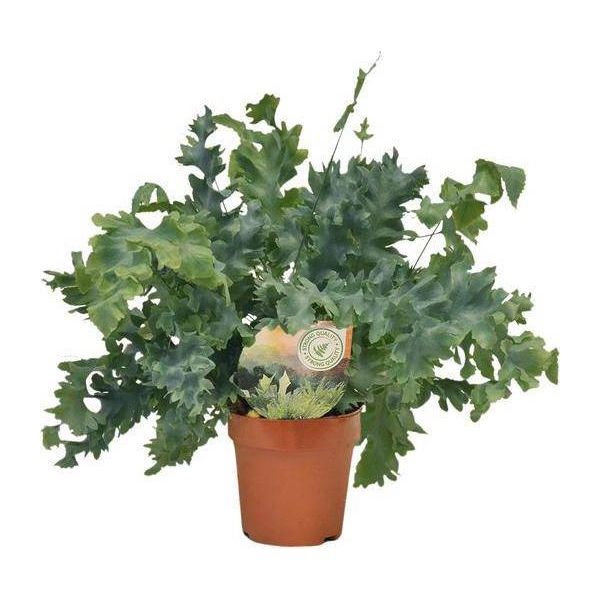 Felce Maculata Dorata - Phlebodium Davana - Pianta Da Appartamento - Ø12Cm - ↕35Cm - Felce Sempreverde Per Interni - Pianta Verde Di Facile Manutenzione Con Fronde Decorative-image