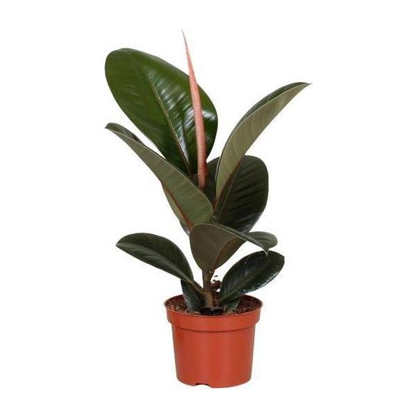 Albero Della Gomma - Ficus Elastica Robusta - Pianta Da Appartamento - Ø12Cm - ↕35Cm - Pianta Verde Di Facile Manutenzione Per Interni - Pianta Decorativa Con Foglie Lucide-image