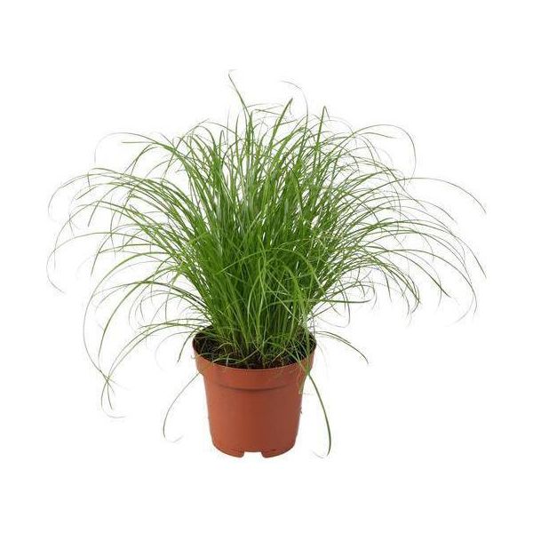 Erba Di Cipro A Foglie Alterne - Cyperus Alternifolius Zumula - Erba Ombrello - Pianta D'appartamento - Ø12Cm - ↕28Cm - Facile Da Curare E Purificante D'aria-image